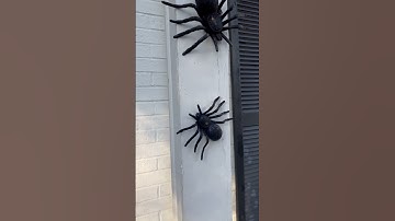 Thumbnail of ITSY BITSY SPIDER 🕷️, SCARY HALLOWEEN 👻 #shorts #spider #halloween #scary