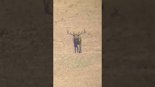 Big bull elk in full rut
