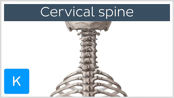Cervical spine - Anatomy, Diagram & Definition - Human Anatomy | Kenhub
