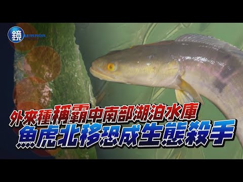 外來種稱霸中南部湖泊水庫 魚虎北移恐成生態殺手｜鏡週刊