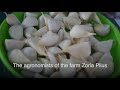 Чесночный форум-2018: как успешно выращивать чеснок. Kherson Ukraine