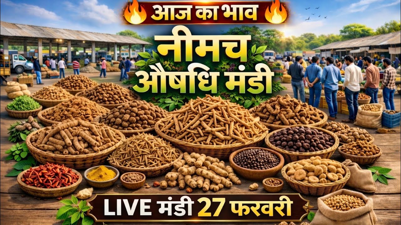 नीमच औषधि मंडी आज का ताज़ा भाव | दुर्लभ जड़ी-बूटियों की LIVE मंडी । Neemuch Mandi। Sanjay Dhakad 