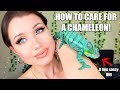 WATCH THIS BEFORE YOU GET A CHAMELEON.. (Care Guide, Setup + Tips!)