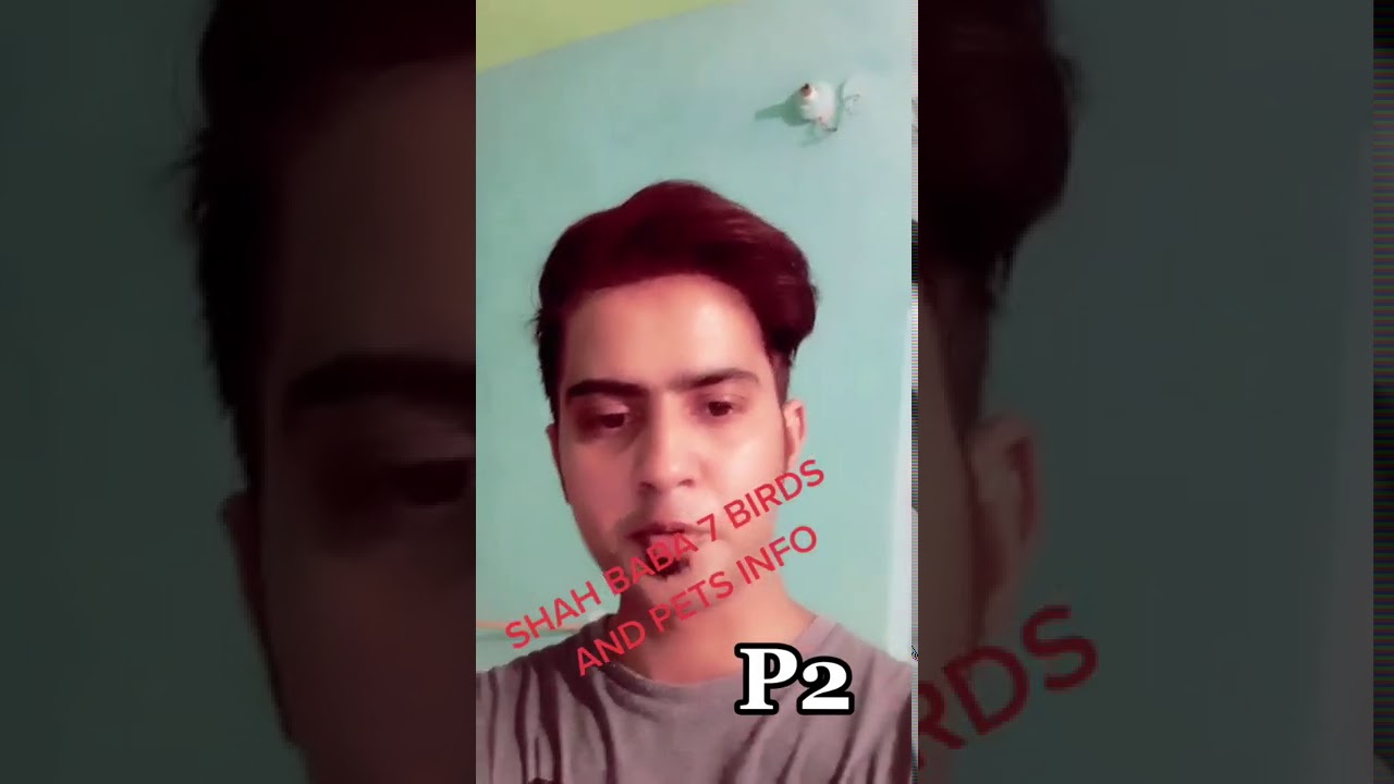 SHAH BABA 7 BIRDS AND PETS INFO