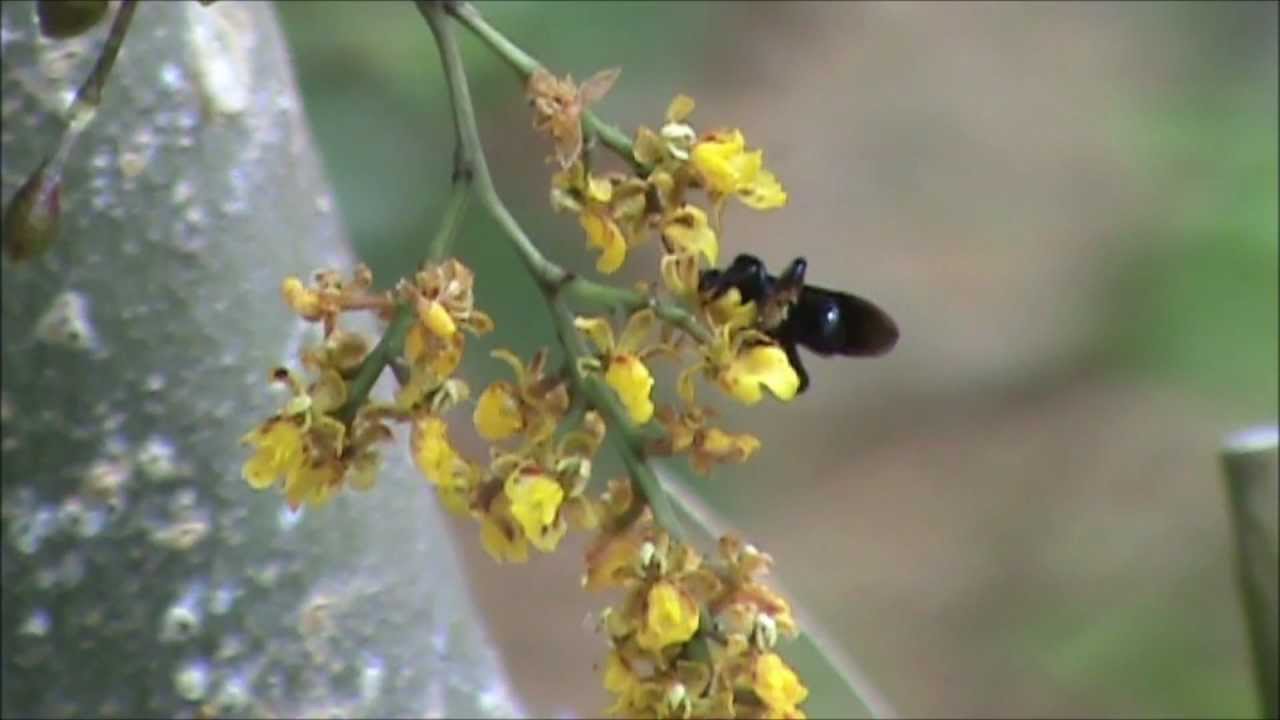 Orchid pollination: Trichocentrum pumilum (Oncidiinae) pollinated by oil-gathering bees