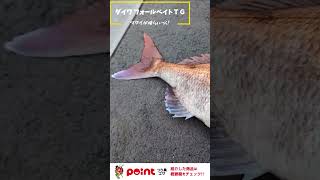 マダイがよく釣れる！「フォールベイトTG」＋ワームチューン #ダイワ #タイジグ #釣具のポイント #shorts