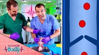 Science for Kids - Learn About Valves | Arteries and Veins | Operation Ouch