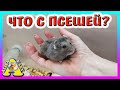 ВЕЧЕР С НАШИМИ ПИТОМЦАМИ / ЗВЕРО ВЛОГ / Что творят наши животные / Alisa Easy Pets