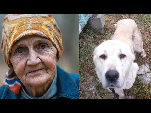 Video: Sådan laver du bagt hund kibble