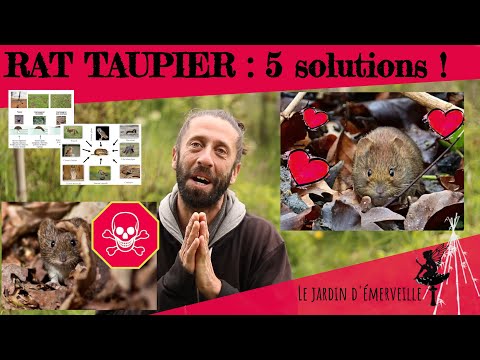 Vidéo: Comment faire face aux taupes dans le jardin ? Conseils pour les résidents d'été