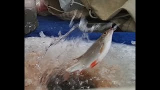 Отличный,эффективный и простой способ удержания рыбы на месте ловли.Как наловить много плотвы.