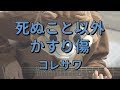 コレサワ 死ぬこと以外かすり傷 歌詞 動画視聴 歌ネット コレサワ 死ぬこと以外かすり傷 歌詞 動画視聴 歌ネット