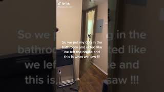 Dog opens door