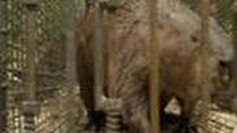 Turtleman Gets Beaver Slapped | Call of the Wildman