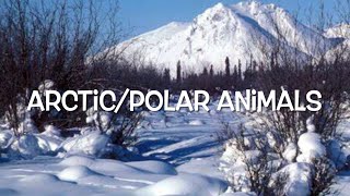 Arctic/Polar Animals by Anna Navarre 43 views 1 year ago 2 minutes, 8 seconds