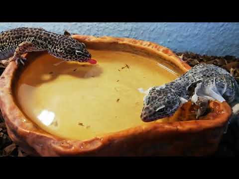 Video: Hvordan fodrer man en crested gekko?
