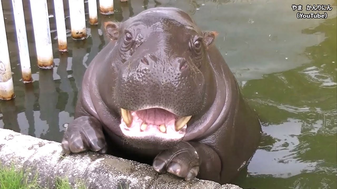 カバ コビトカバ 東山動物園 Youtube