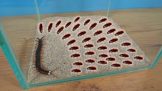 ¿QUE PASA si una SCOLOPENDRA hambrienta ve 1.000 cucarachas a la vez?