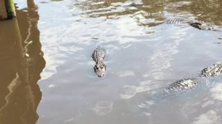 Alligator Farm - St. Augustine,FL
