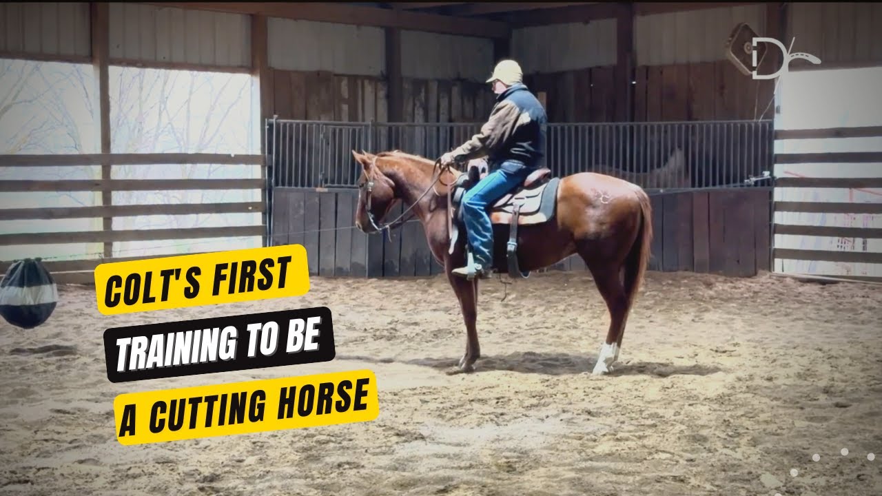 D/C  TRAINING THE YOUNG CUTTING HORSE  | Colts First Time Working The Flag