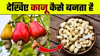 काजू कैसे बनता है | Kaju Kaise Banta hai | Kaju Manufacturing Plant/How is Cashew Made/Cashew Making