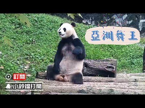 《熊貓早晚安》亞洲舞王大熊貓“蔓越煤”的表演時間 | iPanda熊貓頻道