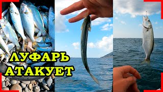 видео: РЫБАЛКА НА ЛУФАРЯ  В ШТОРМ. РЫБАЛКА 2021 картинка: РЫБАЛКА НА ЛУФАРЯ  В ШТОРМ. РЫБАЛКА 2021