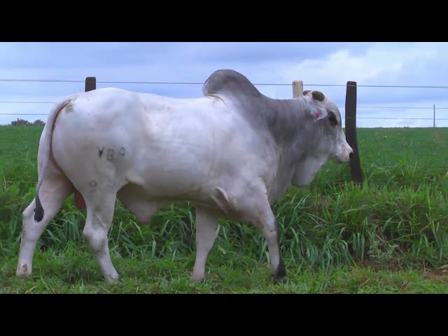 LOTE 23   9589 OK mp4