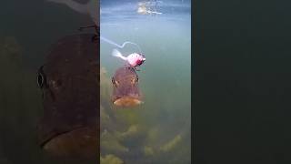 👨🍳👨🍳 Fishing CamX Lure Action Camera CANFISH