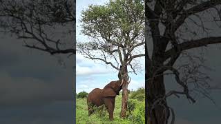 Elephant Pushes Tree Over With Ease