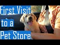 Labrador Puppy Goes for Shopping to a Pet Store for the First Time and Again after 3 Months (Cute)