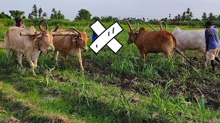Bullock ploughing video | BullockCart reckala racing video | cow videos | Bullock for sale | Bullock