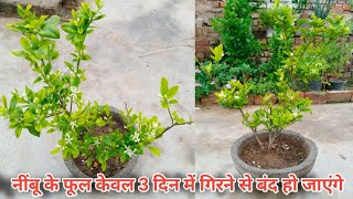 नींबू के फूल केवल 3 दिन में गिरने से बंद हो जाएंगे/How to stop lemon flowers from falling