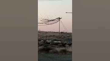 Birds go boom