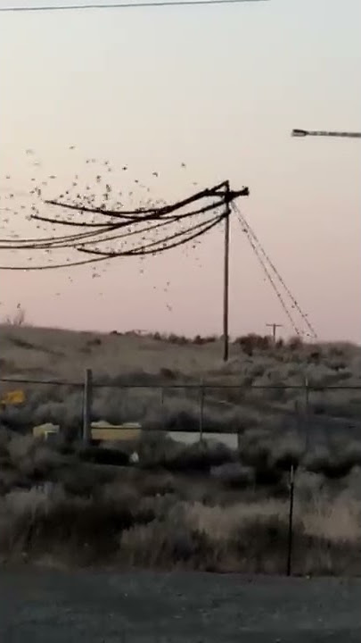 Birds go boom