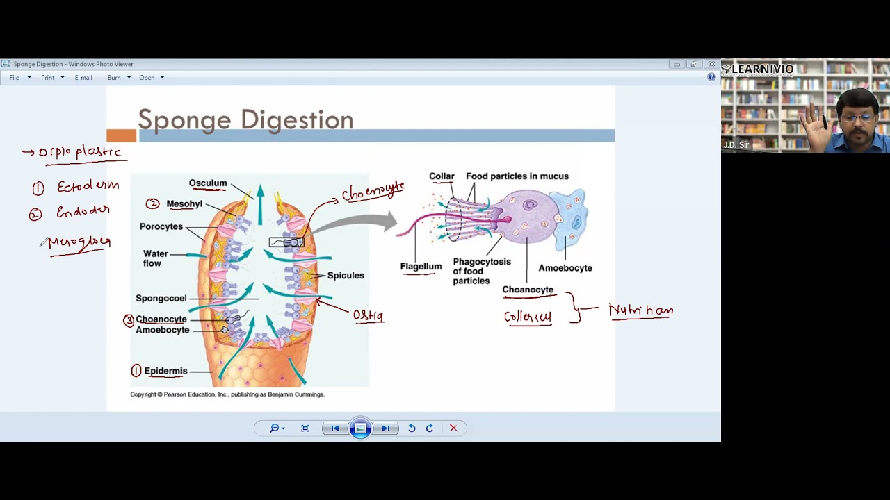 Learnivio Animal Kingdom Lect 2 Zoology Crash Course 707