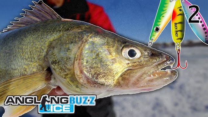 BIG Walleye on New Glass Buck-Shot Spoon (Ice Fishing) 