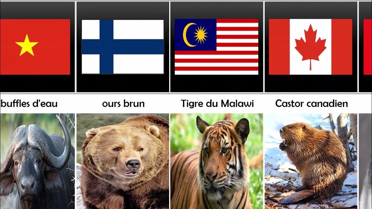Liste De Tous Les Animaux Du Monde Avec Photo www.youtube.com