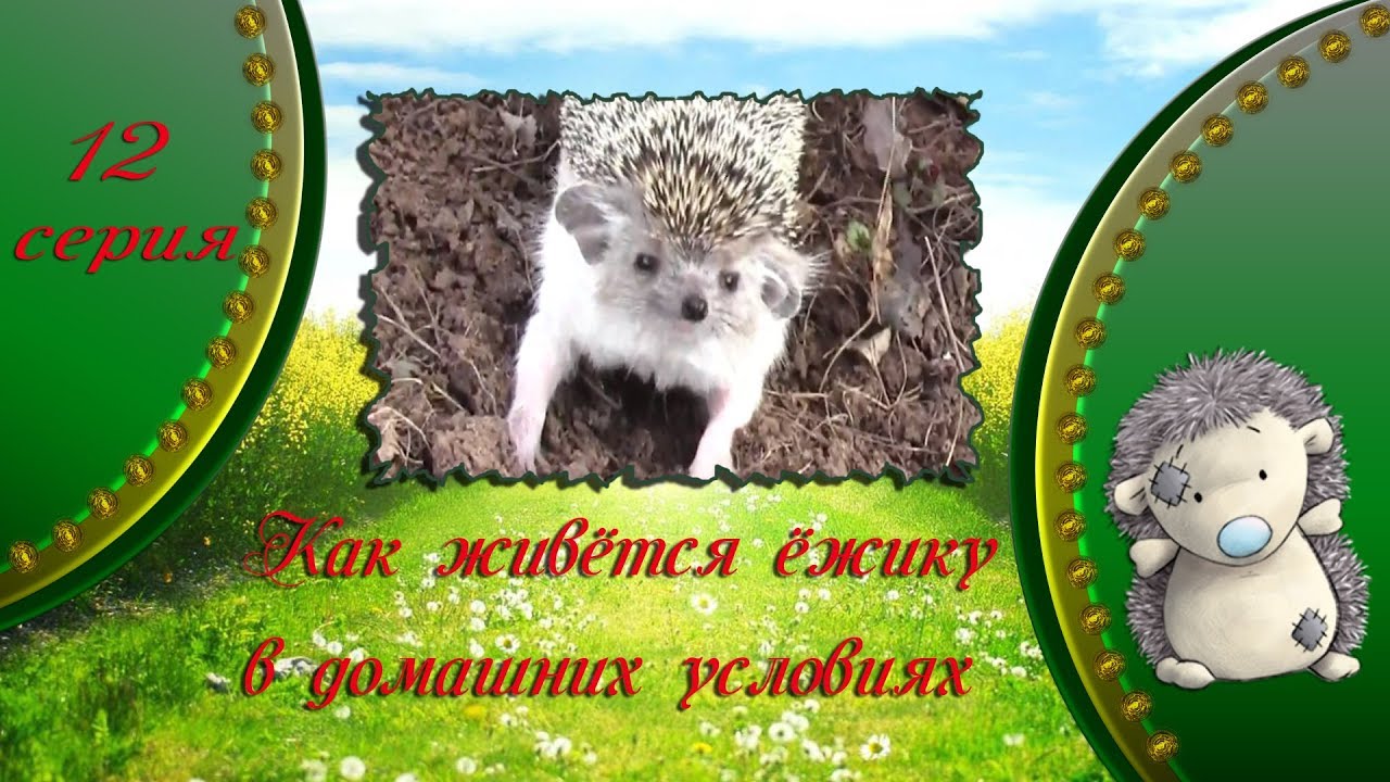 Придумай рассказ про ежика. Сказки про ежа короткие. Придумай рассказ про ежика. Волшебная сказка о ежике. Рассказ про ежа.