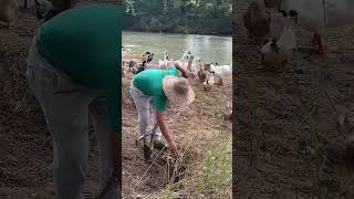 Use An Amazing Tool To Dig Earthworms Feeding Ducks !