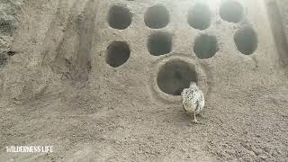 Satisfying Bird On Sand Video | Awesome Bird Catching | WILDERNESS LIFE