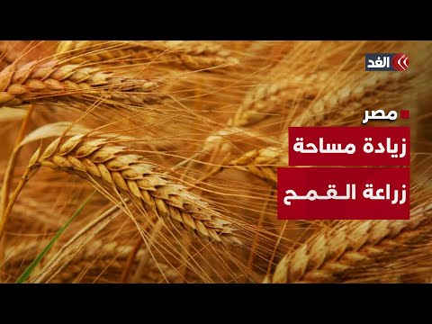 زيادة مساحة زراعة القمح في مصر إلى 3 2 مليون فدان لتقليل الاستيراد إليكم التفاصيل