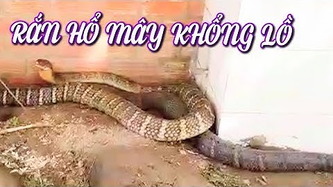 cận cảnh CẶP RẮN HỔ MÂY KHỔNG LỒ NẶNG 60KG DÀI 7M dưới chân núi Cấm - An Giang