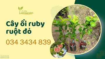 Giống Ổi ruby ruột đỏ mang kinh tế| Tiên Farm| 0343434839