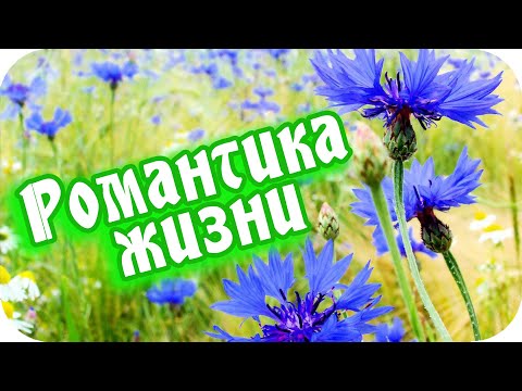 Романтика жизни... ❤️ Я жизнь люблю...❤️С Добрым утром! ❤️Прекрасный видеоролик!❤️