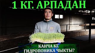 Тоют кымбаттап, мал багуу кыйын болдубу? Ага чечим - Гидропоника!