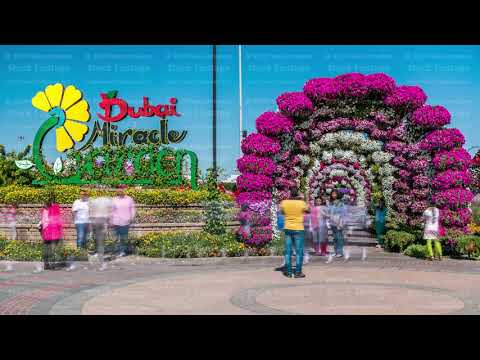 Dubai miracle garden timelapse with over 45 million flowers in a sunny day, United Arab Emirates