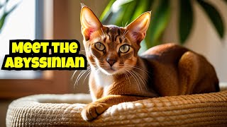 Abyssinian Cat Breed Guide: Everything You Need to Know