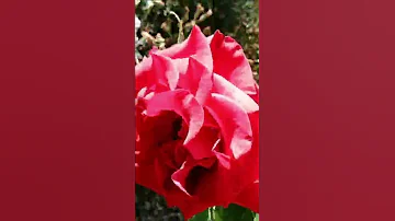 Как пахнет роза? 🌹