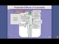 What Does Cannabis Do? The Endocannabinoid System